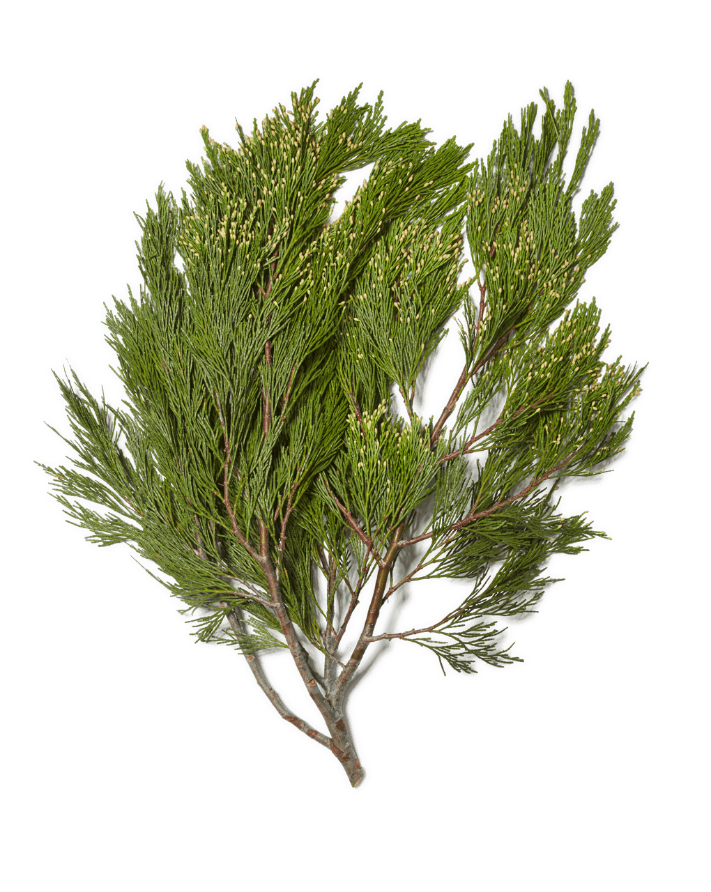 The Cedar plant from Continental Floral Greens
